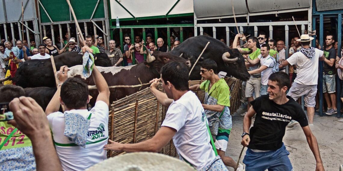 Un británico resulta herido por asta de toro en los ‘bous cerrils’ de Pedreguer