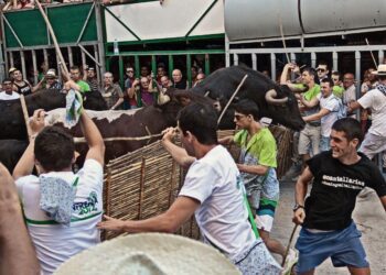 Un británico resulta herido por asta de toro en los ‘bous cerrils’ de Pedreguer