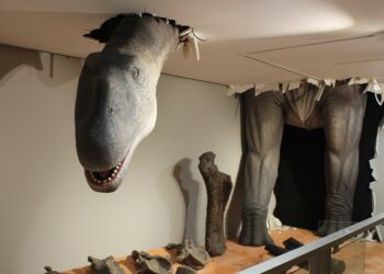 El Paleontològic reabre con tecnología, audiovisuales y realidad aumentada para emocionar a sus visitantes