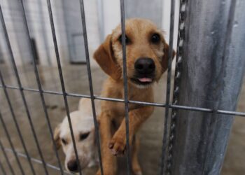 PACMA alerta del riesgo por la posible adjudicación del refugio de animales de Benimàmet a una empresa de control de plagas 1 Refugios de animales piden acogidas urgentes ante la alerta roja