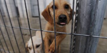 Refugios de animales piden acogidas urgentes ante la alerta roja 