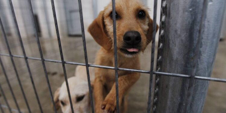 PACMA alerta del riesgo por la posible adjudicación del refugio de animales de Benimàmet a una empresa de control de plagas 1 Refugios de animales piden acogidas urgentes ante la alerta roja