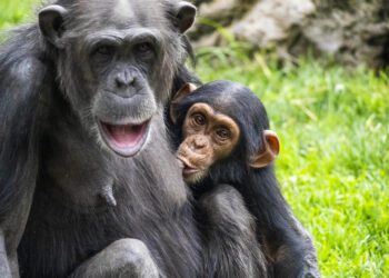 BIOPARC se suma a la doble celebración conservacionista, una jornada crucial para chimpancés y tiburones
