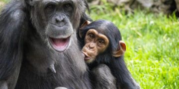 BIOPARC se suma a la doble celebración conservacionista, una jornada crucial para chimpancés y tiburones