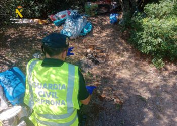 Detenido por abandonar a 10 cachorros de podenco valenciano: solo uno sobrevivió unas horas