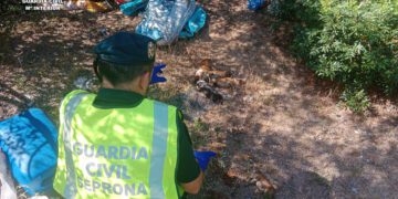 Detenido por abandonar a 10 cachorros de podenco valenciano: solo uno sobrevivió unas horas