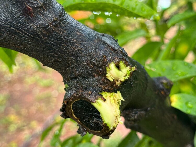 Un reguero de daños en Castelló por las fuertes tormentas de ayer