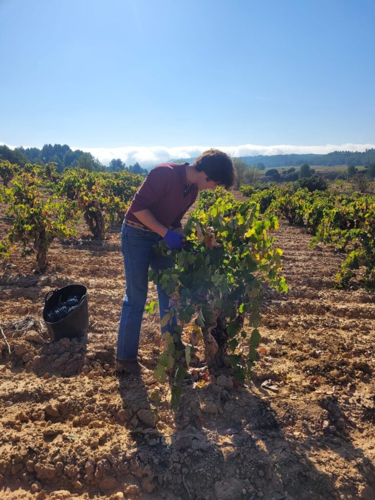 “Comedias 12”: El vino creado por los jóvenes del Casino de Agricultura en homenaje a su historia 3 Imagen de WhatsApp 2025 07 15 a las 12.46.27 b4b575fd