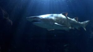 BIOPARC se suma a la doble celebración conservacionista, una jornada crucial para chimpancés y tiburones 2 Tiburon Toro del BIOPARC Acuario de Gijon