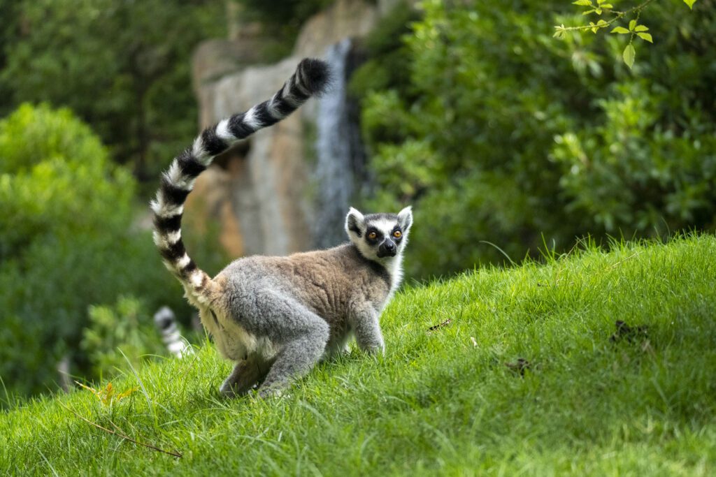 BIOPARC Valencia demuestra con datos de hasta -7ºC el éxito del efecto de la vegetación para crear refugios climáticos 3 Verano 2025 Lemur de cola anillada en la isla de Madagascar de BIOPARC Valencia