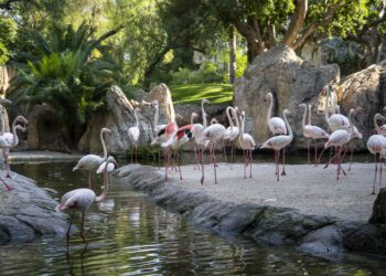 BIOPARC Valencia demuestra con datos de hasta -7ºC el éxito del efecto de la vegetación para crear refugios climáticos 1 BIOPARC Valencia demuestra con datos de hasta -7ºC el éxito del efecto de la vegetación para crear refugios climáticos