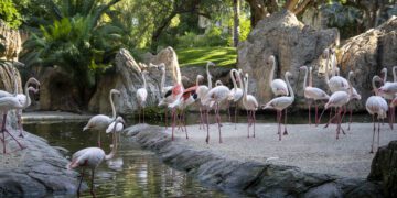 BIOPARC Valencia demuestra con datos de hasta -7ºC el éxito del efecto de la vegetación para crear refugios climáticos