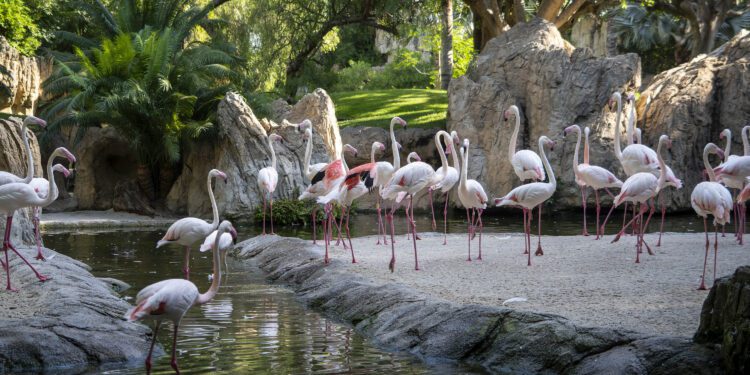 BIOPARC Valencia demuestra con datos de hasta -7ºC el éxito del efecto de la vegetación para crear refugios climáticos 1 BIOPARC Valencia demuestra con datos de hasta -7ºC el éxito del efecto de la vegetación para crear refugios climáticos