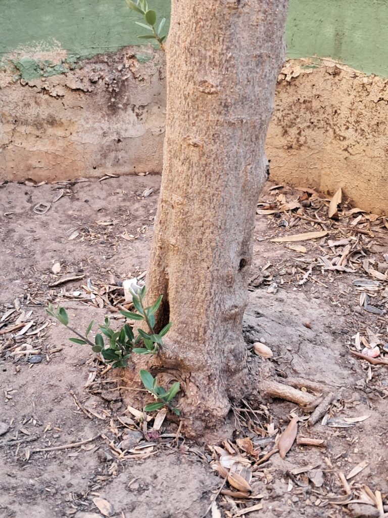 WhatsApp Image 2025 07 03 at 20.14.30