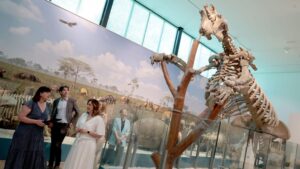Reabre el Paleontològic-Museu de Col·leccions Naturals