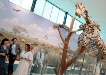 Reabre el Paleontològic-Museu de Coleccions Naturals