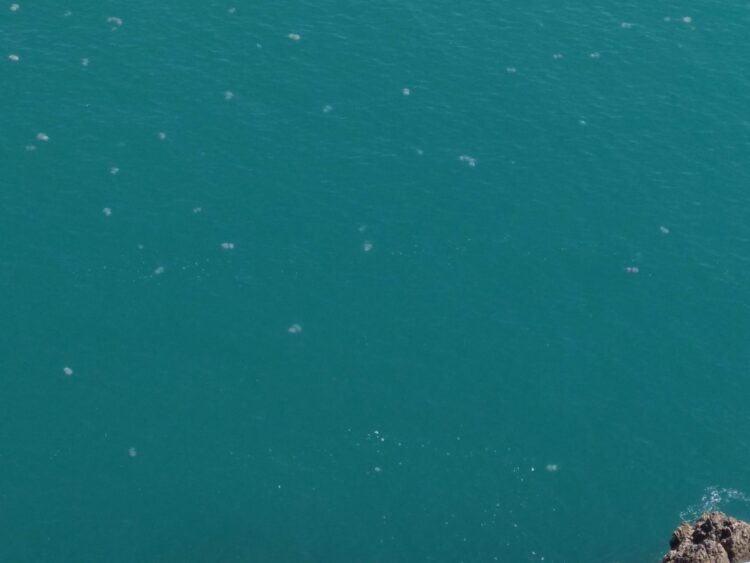 Decenas de medusas en el Faro de Cullera y su cala cada mañana