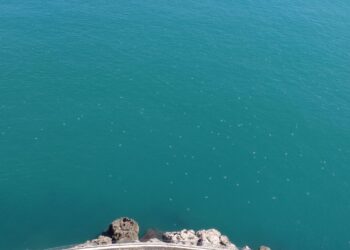 Decenas de medusas en el Faro de Cullera y su cala cada mañana