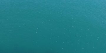 Decenas de medusas en el Faro de Cullera y su cala cada mañana