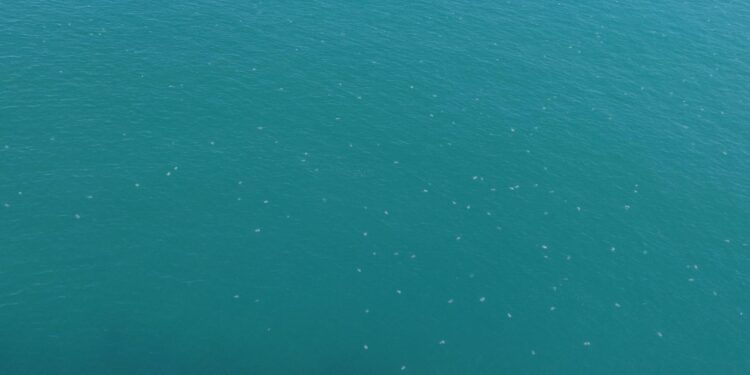 Decenas de medusas en el Faro de Cullera y su cala cada mañana 1 Decenas de medusas en el Faro de Cullera y su cala cada mañana