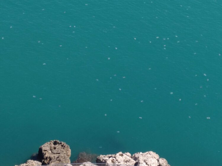 Decenas de medusas en el Faro de Cullera y su cala cada mañana