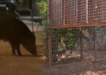 Oliva captura 116 jabalíes en 40 días con jaulas para combatir la plaga que asola el municipio