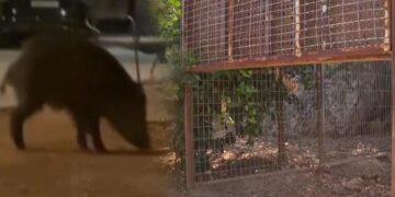 Oliva captura 116 jabalíes en 40 días con jaulas para combatir la plaga que asola el municipio