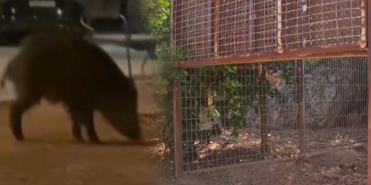 Oliva captura 116 jabalíes en 40 días con jaulas para combatir la plaga que asola el municipio 1 Oliva captura 116 jabalíes en 40 días con jaulas para combatir la plaga que asola el municipio