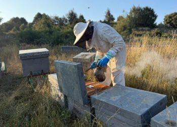 AVA-ASAJA denuncia que la subida del 583% de las importaciones de miel ucraniana destrozaría al sector apícola