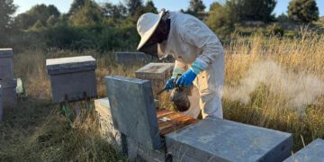 AVA-ASAJA denuncia que la subida del 583% de las importaciones de miel ucraniana destrozaría al sector apícola