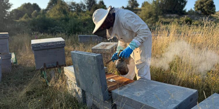 AVA-ASAJA denuncia que la subida del 583% de las importaciones de miel ucraniana destrozaría al sector apícola