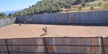 Alerta en Los Serranos: bandadas de buitres atacan al ganado vivo