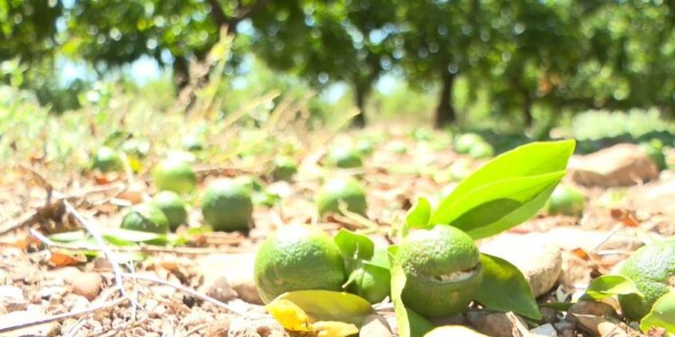 Consecuencias devastadoras de la tormenta en Castellón: daños en la agricultura, vehículos destrozados y ventanas rotas