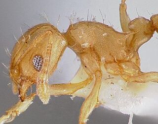 La hormiga de fuego irrumpe con fuerza en Elche