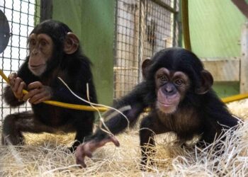 Ekon, el chimpancé criado con biberón en Bioparc Valencia, avanza en su integración familiar