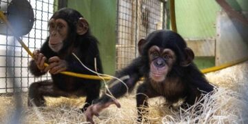Ekon, el chimpancé criado con biberón en Bioparc Valencia, avanza en su integración familiar