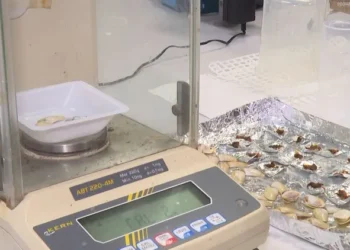 El calentamiento del Mediterráneo pone en jaque a las almejas y las tellinas: “No hay suficiente producto para comercializar”