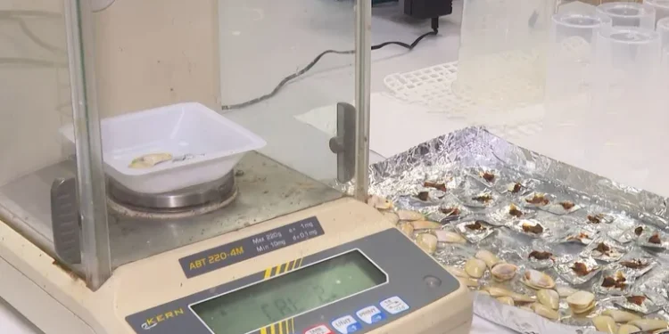 El calentamiento del Mediterráneo pone en jaque a las almejas y las tellinas: “No hay suficiente producto para comercializar” 1 El calentamiento del Mediterráneo pone en jaque a las almejas y las tellinas: “No hay suficiente producto para comercializar”