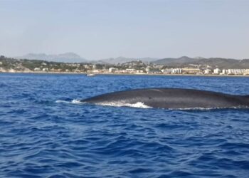 Estudian la migración del rorcual común frente a Dénia: el segundo animal más grande del planeta surca el Mediterráneo valenciano