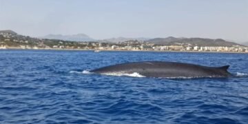 Estudian la migración del rorcual común frente a Dénia: el segundo animal más grande del planeta surca el Mediterráneo valenciano