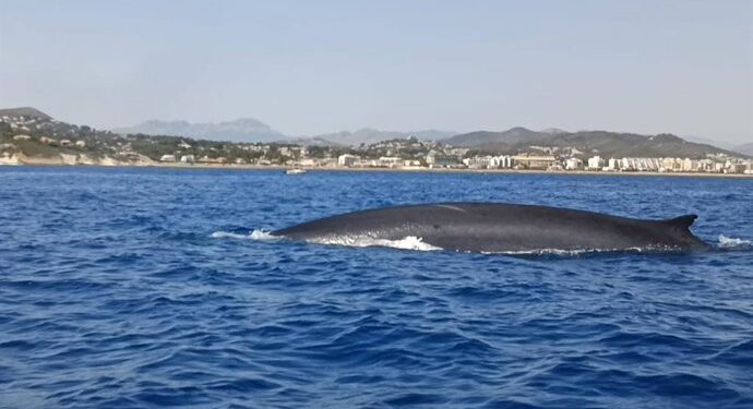 Estudian la migración del rorcual común frente a Dénia: el segundo animal más grande del planeta surca el Mediterráneo valenciano
