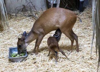 Nacen dos crías de duiker rojo de Natal en solo cinco días en Bioparc Valencia