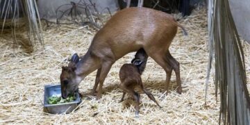 Nacen dos crías de duiker rojo de Natal en solo cinco días en Bioparc Valencia