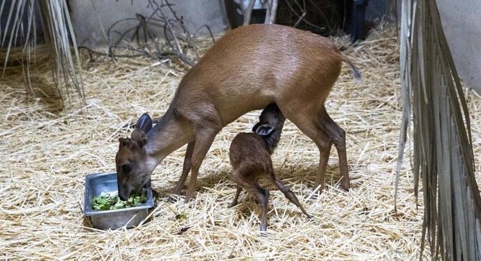 Nacen dos crías de duiker rojo de Natal en solo cinco días en Bioparc Valencia 1 Nacen dos crías de duiker rojo de Natal en solo cinco días en Bioparc Valencia