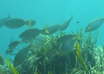 El Mediterráneo, cada vez más cerca de convertirse en un mar tropical