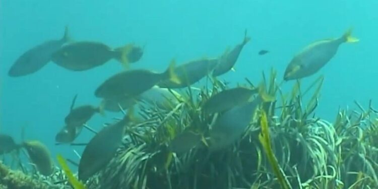 El Mediterráneo, cada vez más cerca de convertirse en un mar tropical