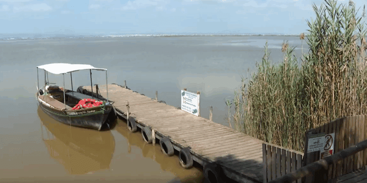 El lago del Parque Natural de l'Albufera recibe hasta 1,5 toneladas de pesticidas al año 1 El lago del Parque Natural de l'Albufera recibe hasta 1,5 toneladas de pesticidas al año