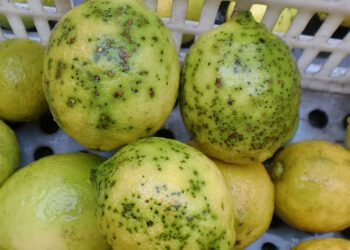 AVA-ASAJA pide a la UE extremar los controles a los cítricos sudafricanos tras detectar falsa polilla y mancha negra en junio