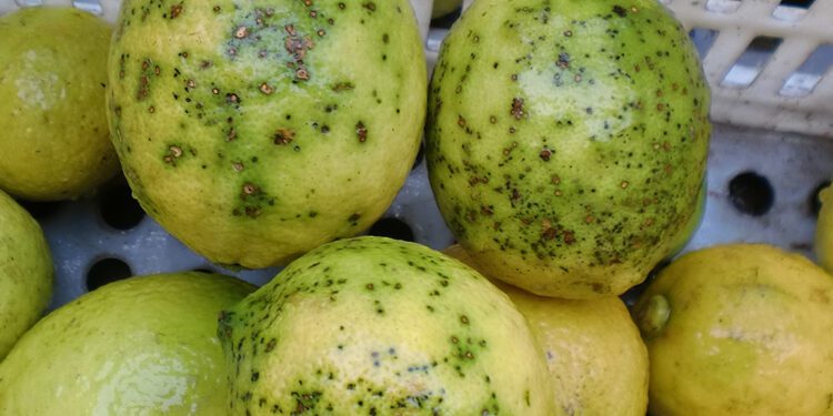 AVA-ASAJA pide a la UE extremar los controles a los cítricos sudafricanos tras detectar falsa polilla y mancha negra en junio 1 AVA-ASAJA pide a la UE extremar los controles a los cítricos sudafricanos tras detectar falsa polilla y mancha negra en junio