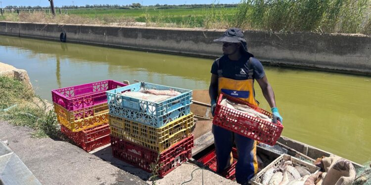 Mustapha, de la patera a la Albufera: primer extranjero en 775 años de pesca artesanal en El Palmar 1 Mustapha, de la patera a la Albufera: primer extranjero en 775 años de pesca artesanal en El Palmar